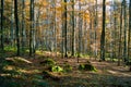 Bayerisher Wald natural park: autumnal wood