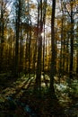Bayerisher Wald natural park: autumnal wood