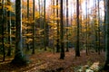 Bayerisher Wald natural park: autumnal wood Royalty Free Stock Photo