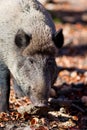 Bayerisher Wald natural park: wild boar