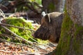 Bayerisher Wald natural park: wild boar