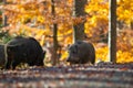 Bayerisher Wald natural park: wild boar