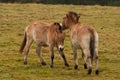 Bayerisher Wald natural park: wild horses