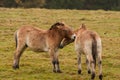 Bayerisher Wald natural park: wild horses