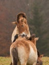 Bayerisher Wald natural park: wild horses