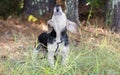 Baying Beagle Rabbit hunting hound dog barking Royalty Free Stock Photo