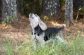 Baying Beagle Rabbit hunting hound dog barking Royalty Free Stock Photo