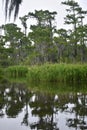 The Bayou with Beautiful Fauna, Marsh Grass and Trees