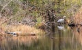 An alligator and a blue heron share the bayou within the Gulf Islands National Seashore in Mississippi