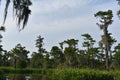 Bayou With Fauna Thriving in Southern Louisiana