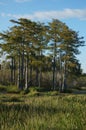 Bayou in Florida. Royalty Free Stock Photo
