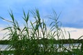 Bayou Lafourche Scenery