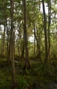 The Bayou Thick with Trees and Spanish Moss