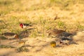 Baywing Cowbird Pecking Amongst Other Birds