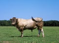 Bazadais Cattle, a French Breed, Bull standing on Grass