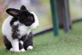 Black and white young rabbit sitting on the grass Royalty Free Stock Photo