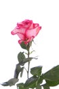 Bbeautiful pink rose Royalty Free Stock Photo