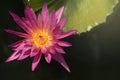 BBeautiful purple water lily lotus flower blooming on water surface at the mornimg Royalty Free Stock Photo