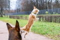 BBorder collie. The dog catches the ball on the fly.