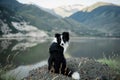 Bborder collie sitting on a bluff overlooking Lake District National Park