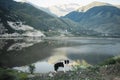 Bborder collie sitting on a bluff overlooking Lake District National Park