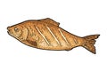 BBQ grilled whole fish top view. Vintage color vector engraving
