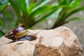 Bbrown long big snail round shell with stripes Royalty Free Stock Photo