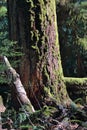 Macmillan Provincial Park with Ancient Douglas Fir in Cathedral Grove, Vancouver Island, British Columbia Royalty Free Stock Photo