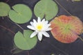 White water lily on Christina Lake, British Columbia Royalty Free Stock Photo