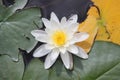 White water lily on Christina Lake, British Columbia Royalty Free Stock Photo