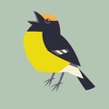 Yellow wagtail bird ,vector illustration, lining draw ,side view