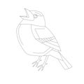 Yellow wagtail bird ,vector illustration, lining draw ,side view