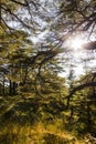 Sunny Cedar forest - Lebanon Royalty Free Stock Photo