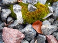 Background texture moss on red and gray stones Royalty Free Stock Photo