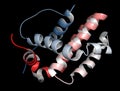 BCL-2 protein, 3D rendering. Prevents apoptosis (cell death) and