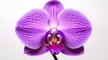 Vibrant Image of Stunning Purple Orchid Flower Against Pure White Background. Generative Ai Royalty Free Stock Photo