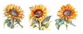 Set of three single sunflower flowers isolated on white, watercolor illustration, Royalty Free Stock Photo