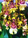 Be colourful! Orchid and fascination