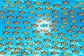 Be confident, swim against the current concept with small fishes on blue water texture or background