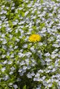 Be different, No man is an island. A lone dandelion flower blooms in the middle of a meadow with blue forget-me-not flowers