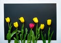 Be different from others. The one and only red tulip flower among all the yellow ones. Row of lovely fresh blooming spring flowers Royalty Free Stock Photo