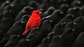 Be Different! Red Bird Stands Out From The Crowd Of Black Birds, Concept For Leadership Or Uniqueness Royalty Free Stock Photo