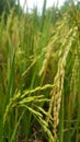 be like the rice stalk, as it is laden with ripening grains, it bows down
