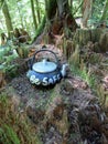 Finding teapots at Teapot Hill trail near Cultus Lake, Chilliwack, BC, Canada