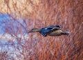 Beaautiful mallard female duck in flight Royalty Free Stock Photo