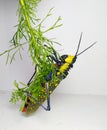 beabeautiful color grasshoppers from native Indonesian species