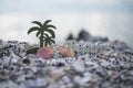 Beach with in the alphabet coconut and fishsta