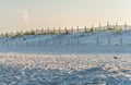 Beach of Assateague Island Royalty Free Stock Photo