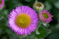 Beach aster (erigeron glaucus) flower Royalty Free Stock Photo