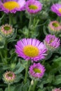 Beach aster (erigeron glaucus) flower Royalty Free Stock Photo